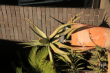 Aloe ferox RCP6-2020 (21).JPG